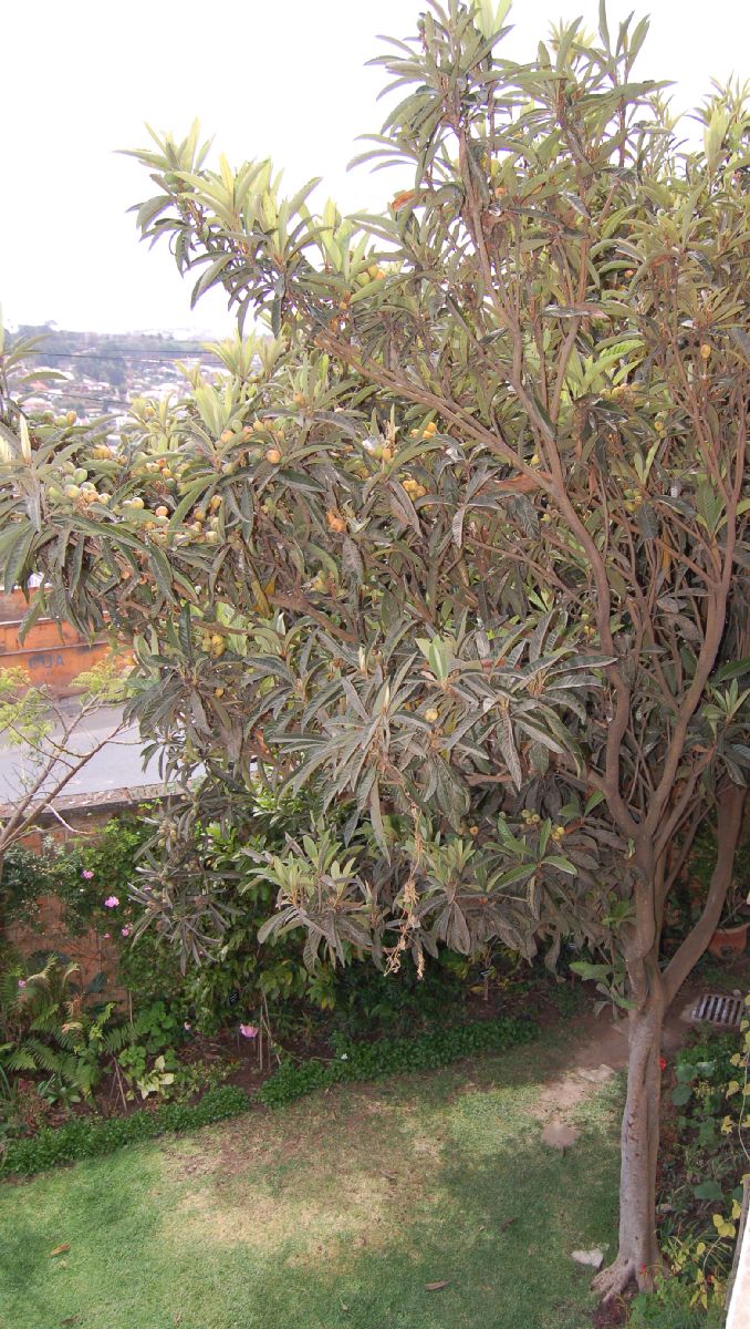 Rosaceae Eriobotrya japonica