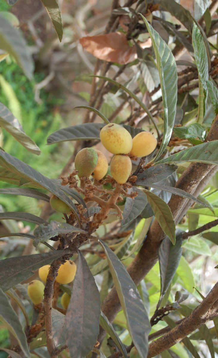 Rosaceae Eriobotrya japonica