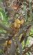 image of Eriobotrya japonica