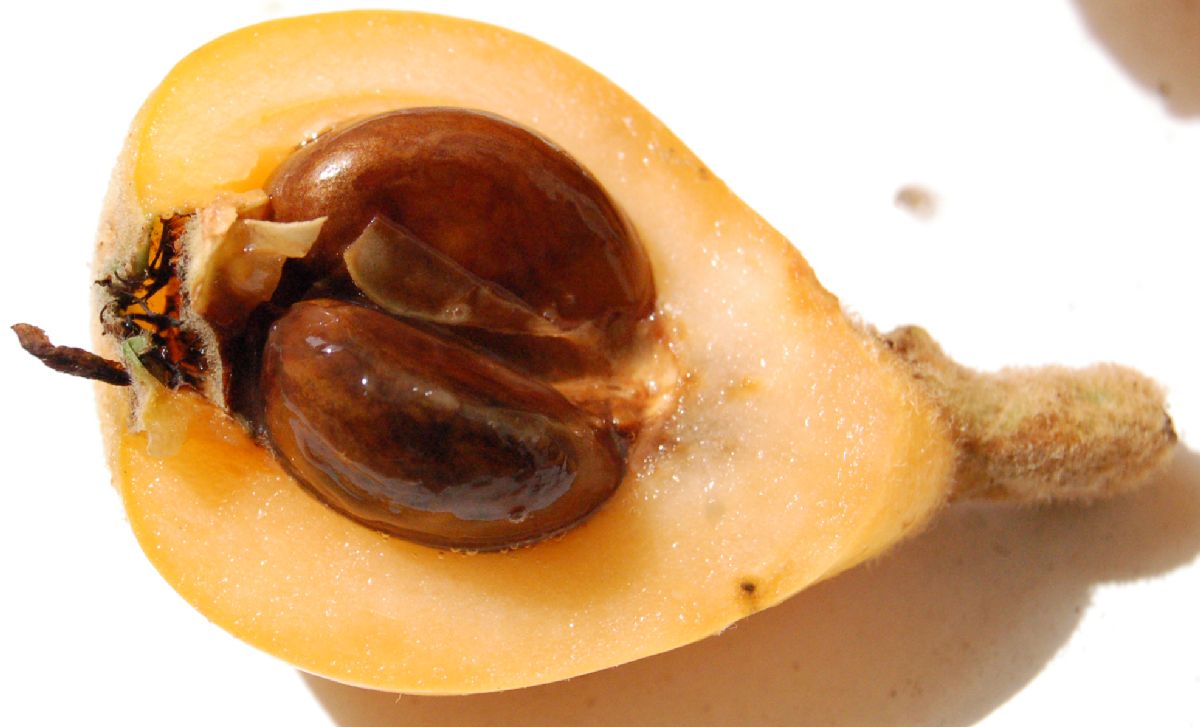 Rosaceae Eriobotrya japonica