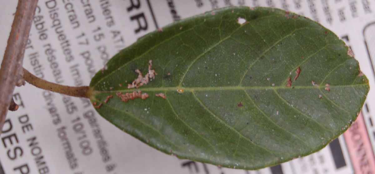 Byttneriaceae Byttneria sp.