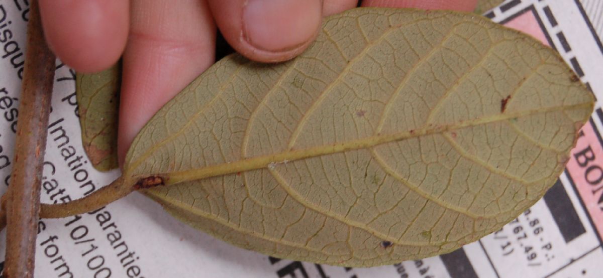 Byttneriaceae Byttneria sp.