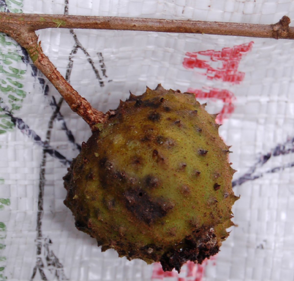 Byttneriaceae Byttneria sp.