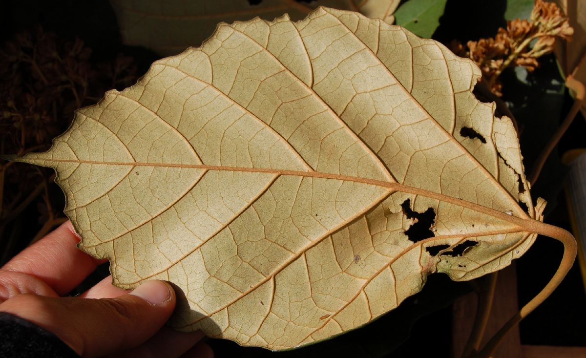Dombeyaceae Dombeya lucida