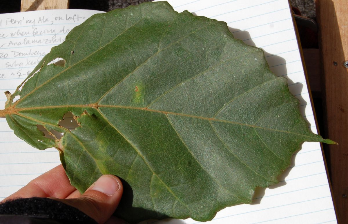 Dombeyaceae Dombeya lucida