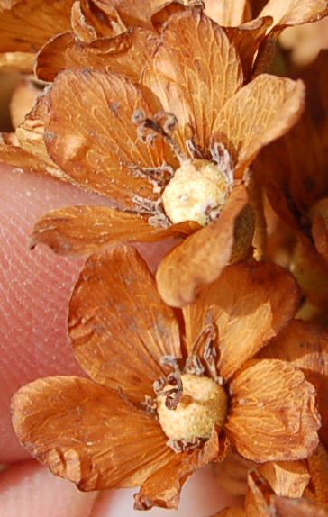 Dombeyaceae Dombeya lucida