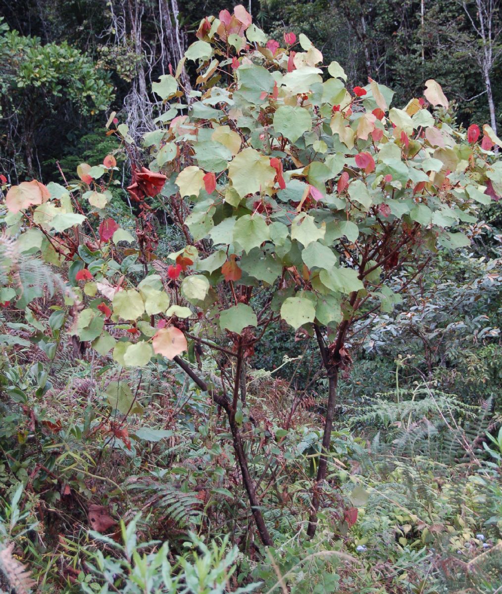 Dombeyaceae Dombeya sp.