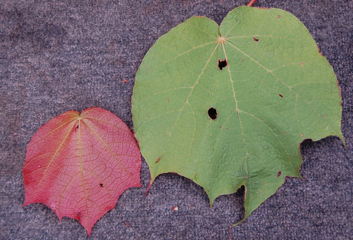 Dombeyaceae Dombeya sp.