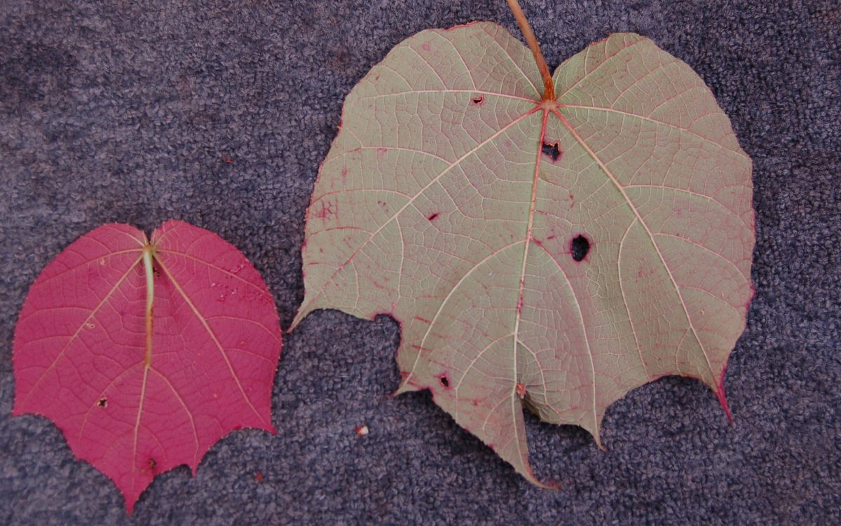 Dombeyaceae Dombeya sp.
