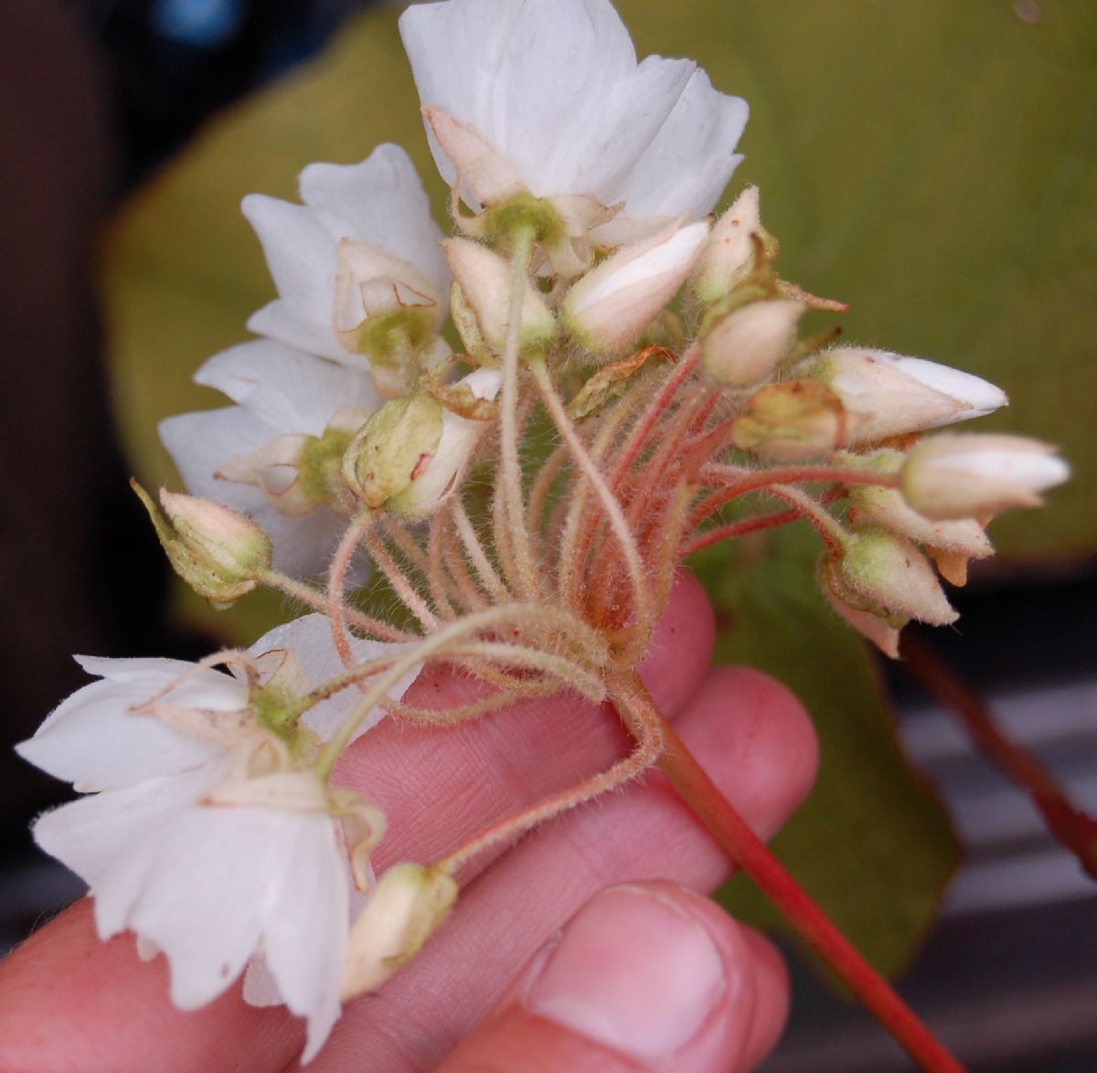 Dombeyaceae Dombeya sp.