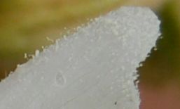 Dombeyaceae Dombeya sp.