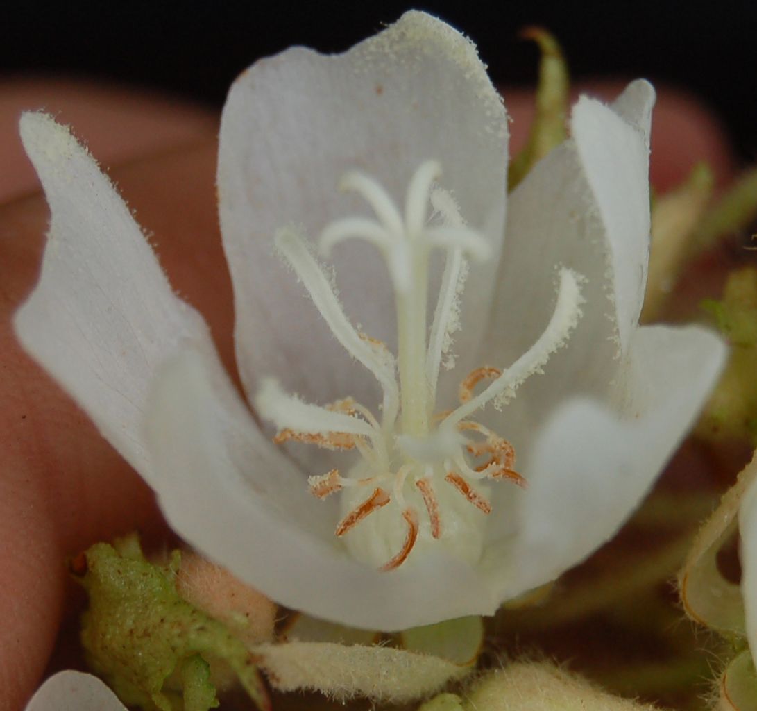 Dombeyaceae Dombeya sp.