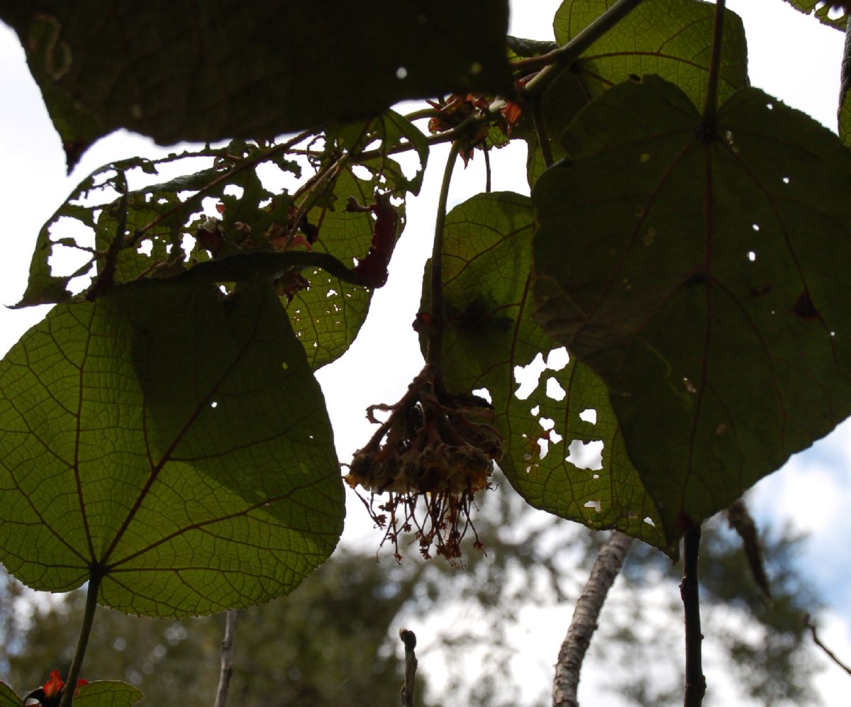 Dombeyaceae Dombeya sect.Astrapaea