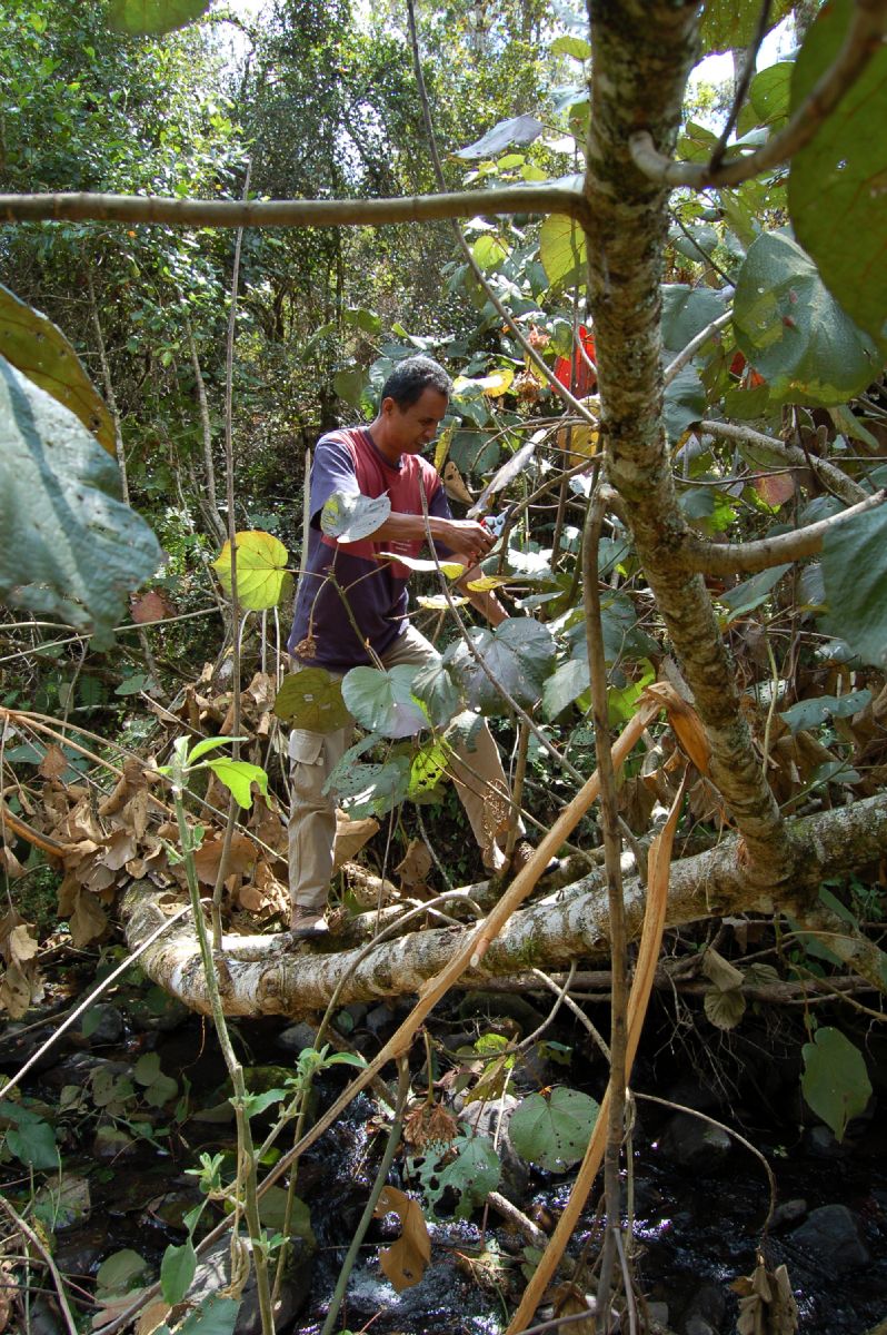 Dombeyaceae Dombeya sect.Astrapaea