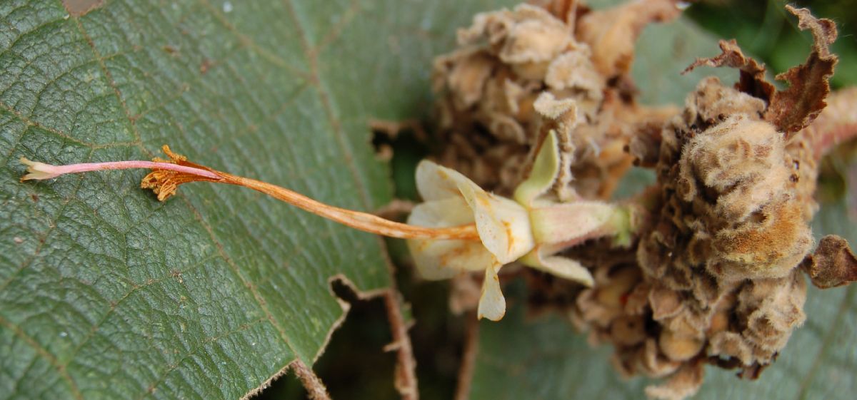 Dombeyaceae Dombeya sect.Astrapaea