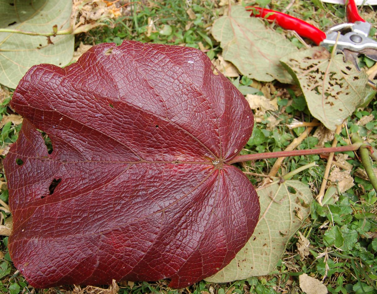Dombeyaceae Dombeya sect.Astrapaea
