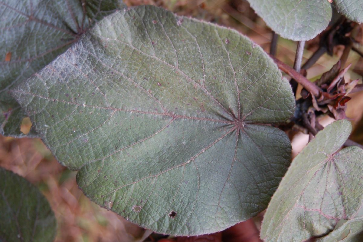 Dombeyaceae Dombeya sect.Astrapaea