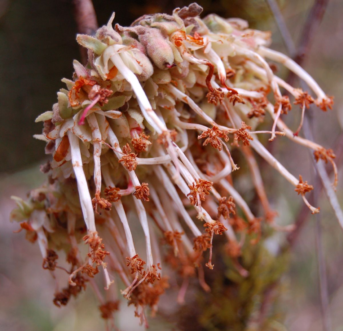 Dombeyaceae Dombeya sect.Astrapaea