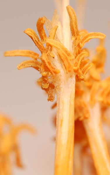 Dombeyaceae Dombeya alleizettei