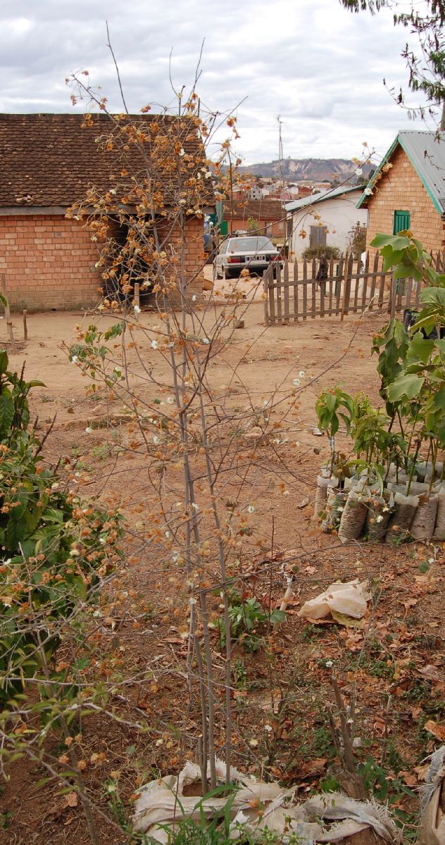 Dombeyaceae Dombeya oligantha