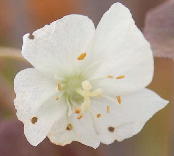Dombeyaceae Dombeya oligantha
