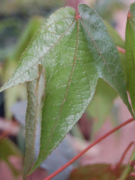 Dombeyaceae Dombeya sp. diavorona