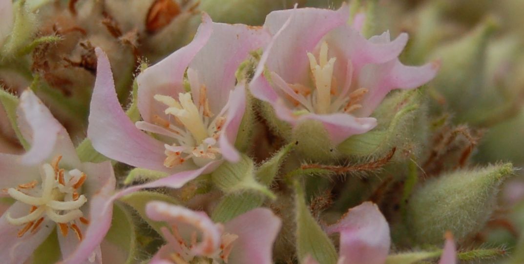 Dombeyaceae Dombeya mollis