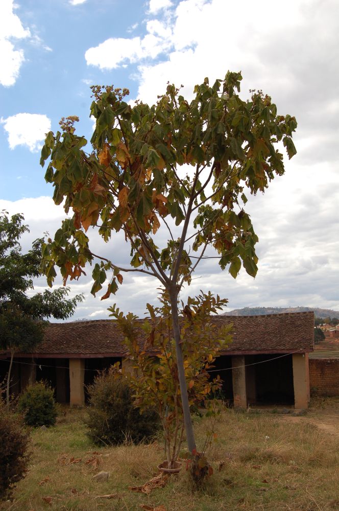 Dombeyaceae Dombeya mollis