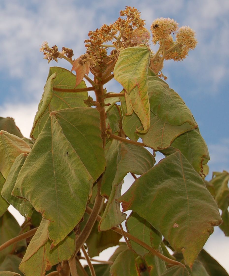 Dombeyaceae Dombeya mollis