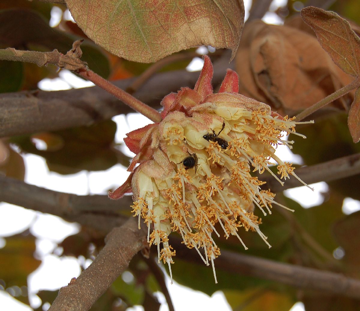 Dombeyaceae Dombeya alleizettei