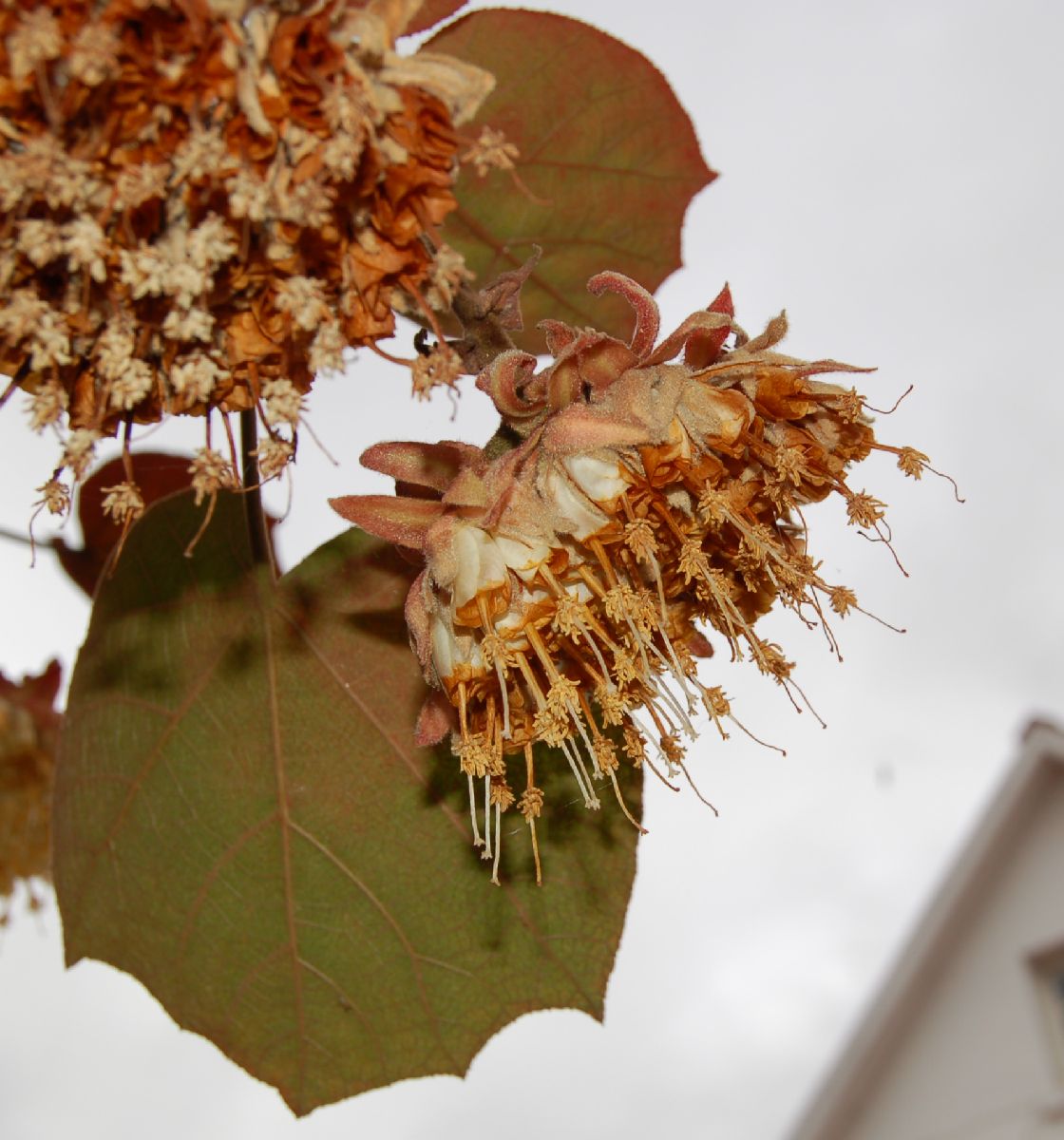 Dombeyaceae Dombeya alleizettei