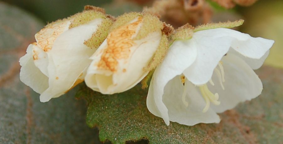 Dombeyaceae Dombeya venosa