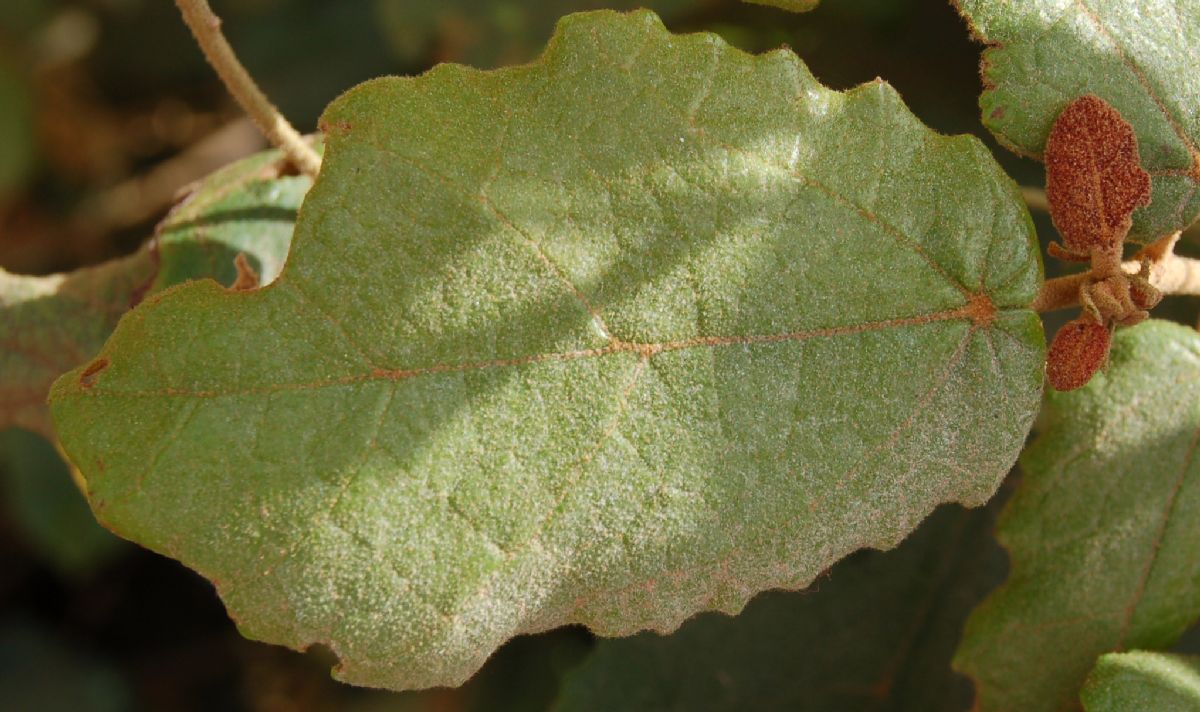 Dombeyaceae Dombeya venosa