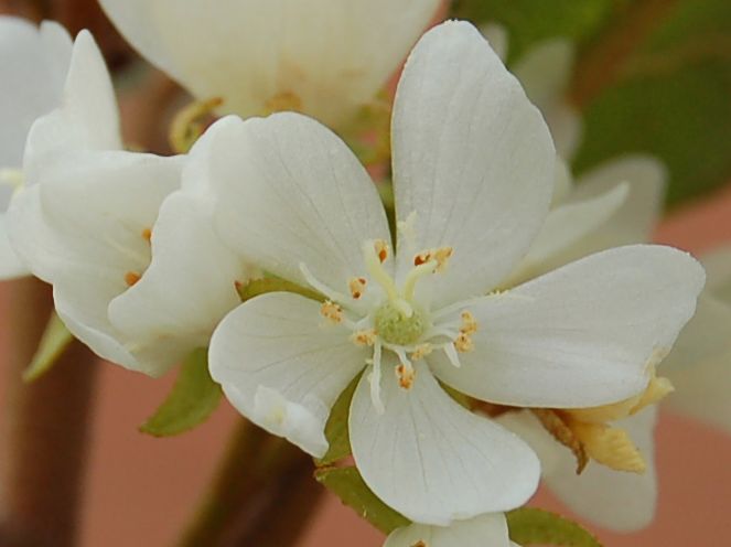 Dombeyaceae Dombeya laurifolia