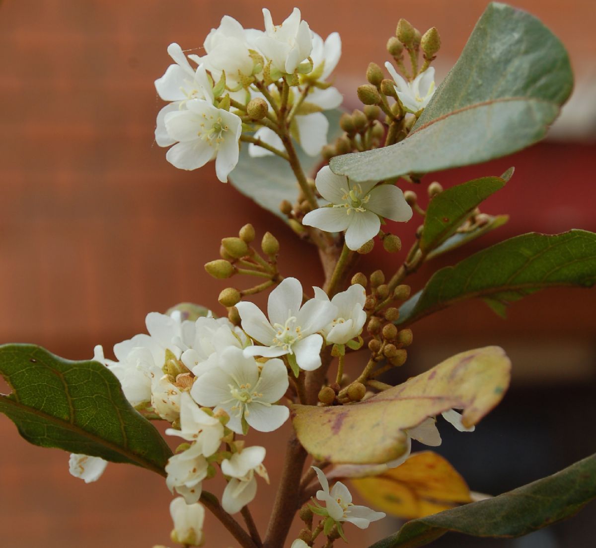 Dombeyaceae Dombeya laurifolia