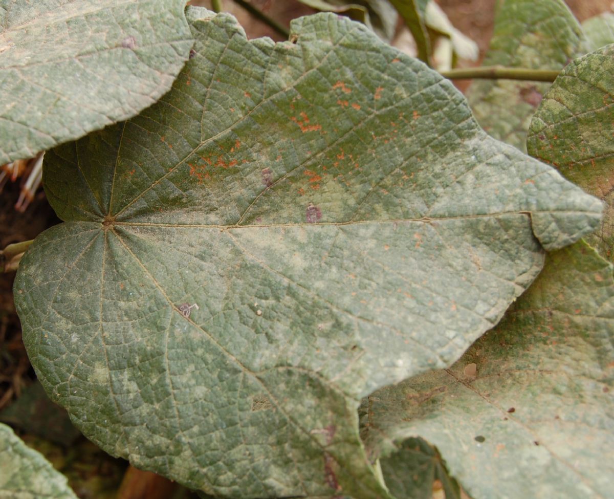 Dombeyaceae Dombeya sect. Astrapaea