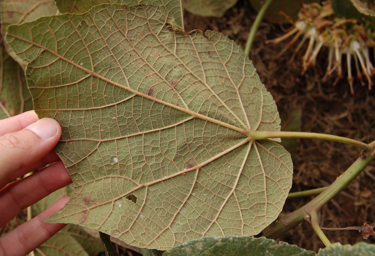 Dombeyaceae Dombeya sect. Astrapaea