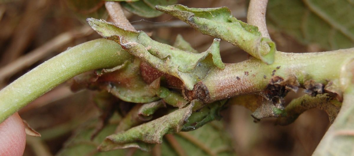 Dombeyaceae Dombeya sect. Astrapaea