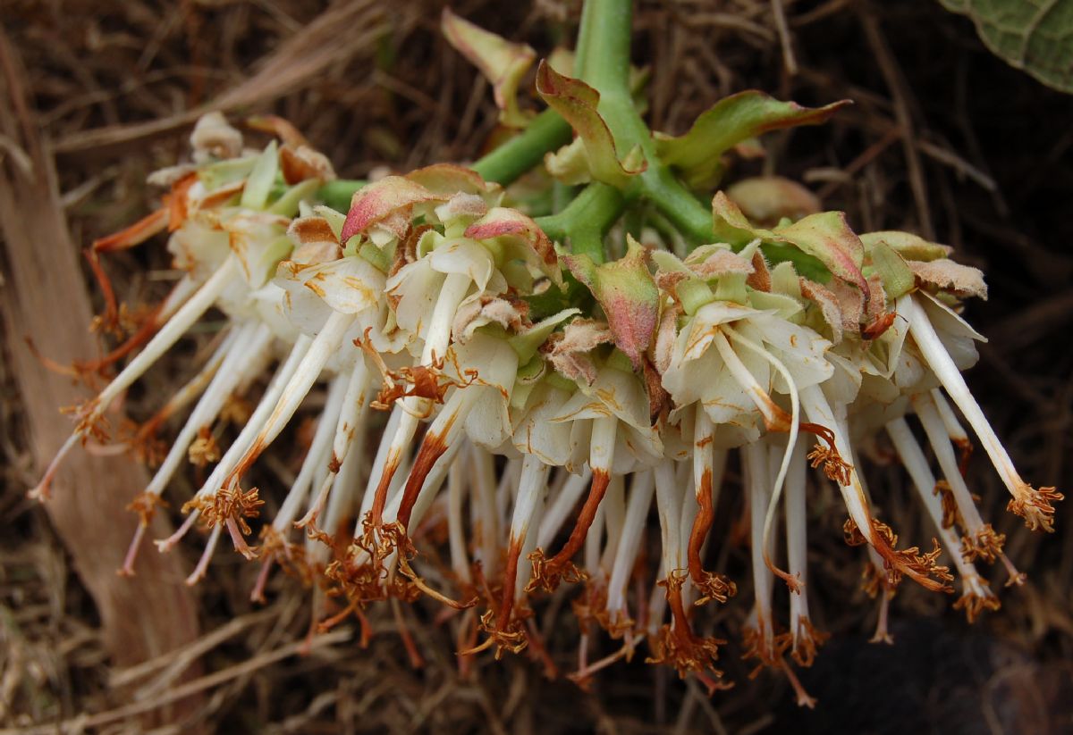 Dombeyaceae Dombeya sect. Astrapaea