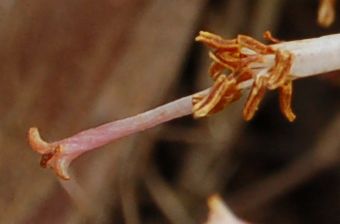 Dombeyaceae Dombeya sect. Astrapaea