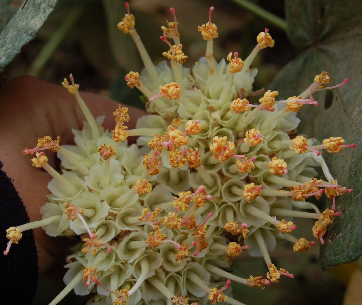 Dombeyaceae Dombeya sect. Astrapaea