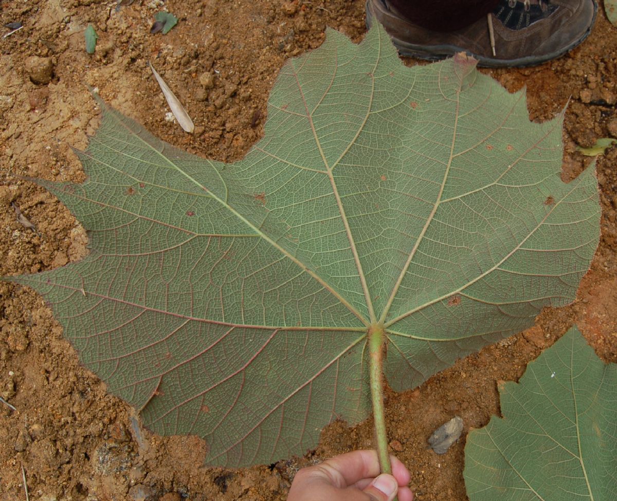 Dombeyaceae Dombeya sect. Dombeya