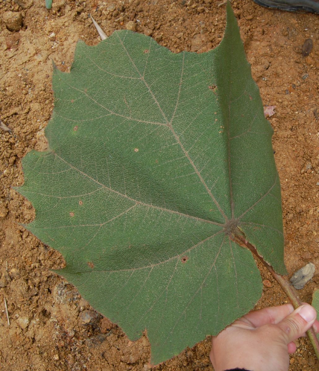 Dombeyaceae Dombeya sect. Dombeya