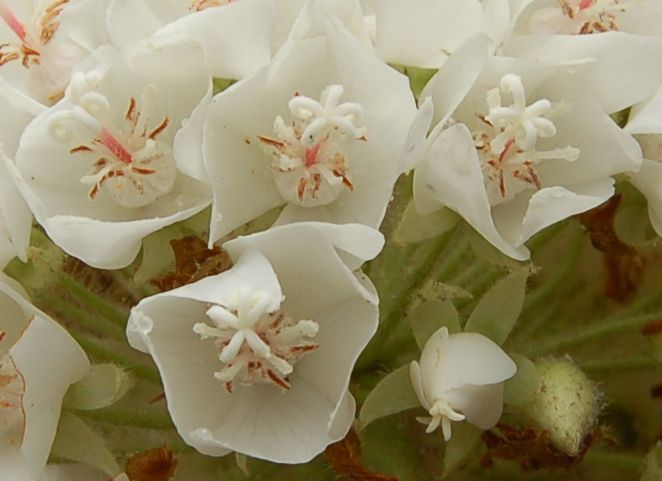 Dombeyaceae Dombeya sect. Dombeya