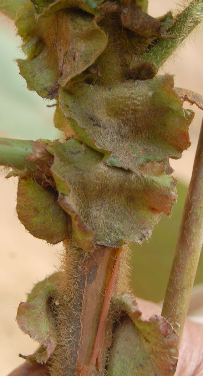 Dombeyaceae Dombeya sect. Dombeya