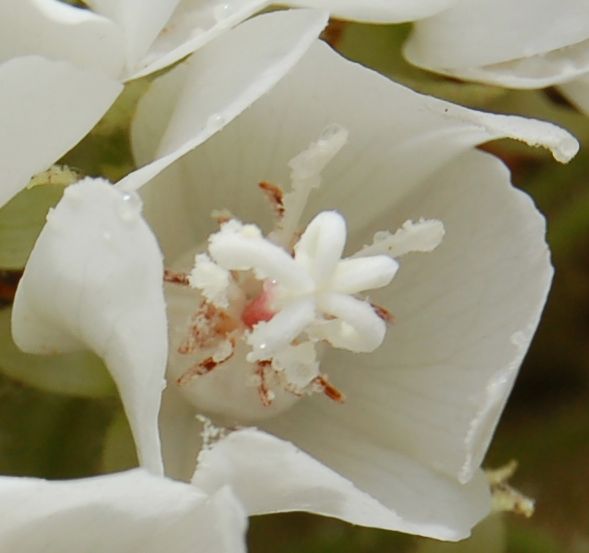 Dombeyaceae Dombeya sect. Dombeya