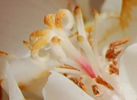 Dombeyaceae Dombeya sect. Dombeya