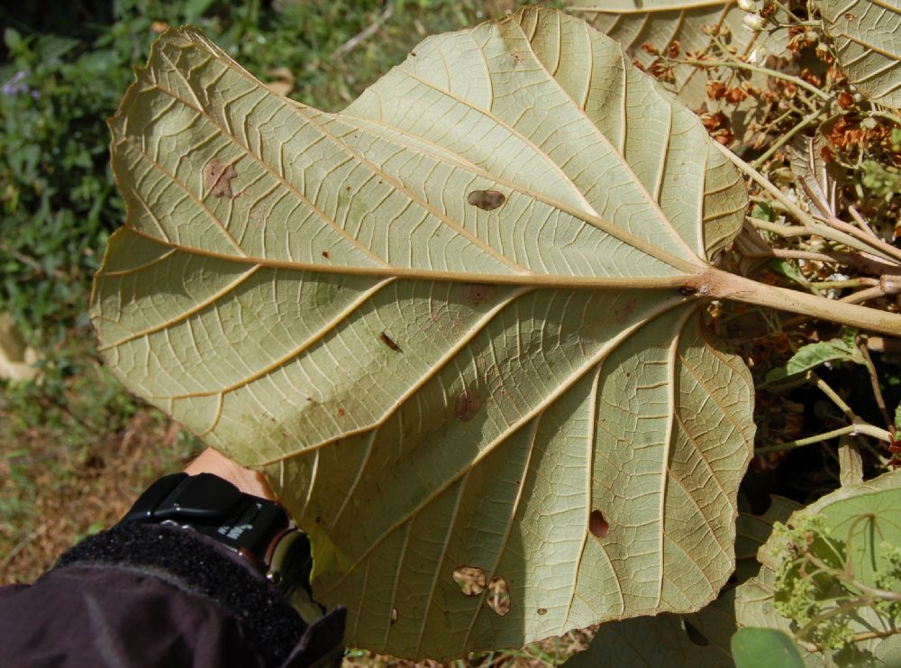 Dombeyaceae Dombeya lucida
