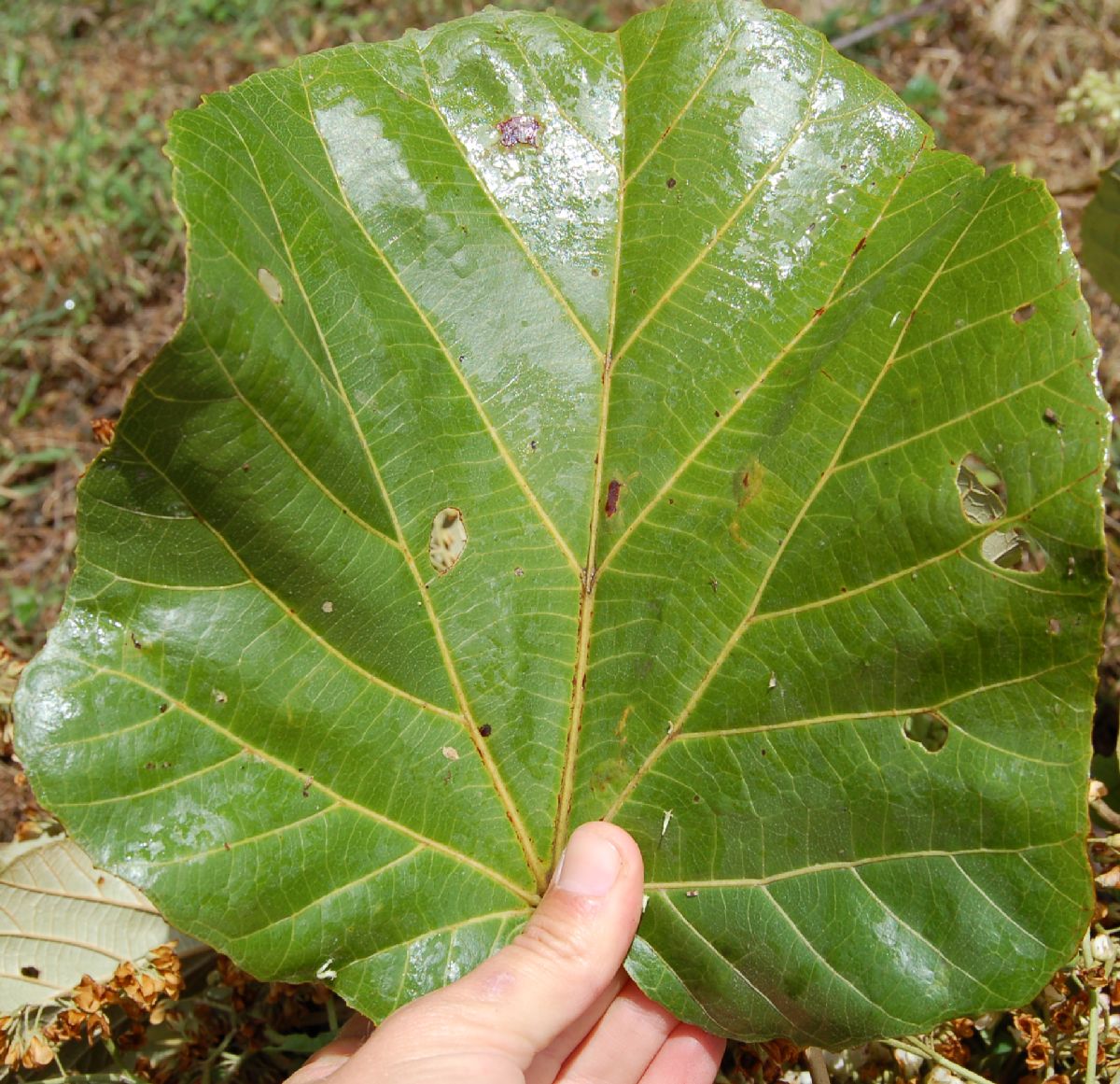 Dombeyaceae Dombeya lucida