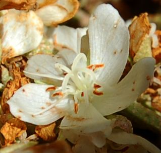 Dombeyaceae Dombeya lucida